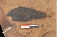 Foto (Detailsansicht) von Quercus mediterranea, Unger (NHMW-GEO-2024-0188-0912)